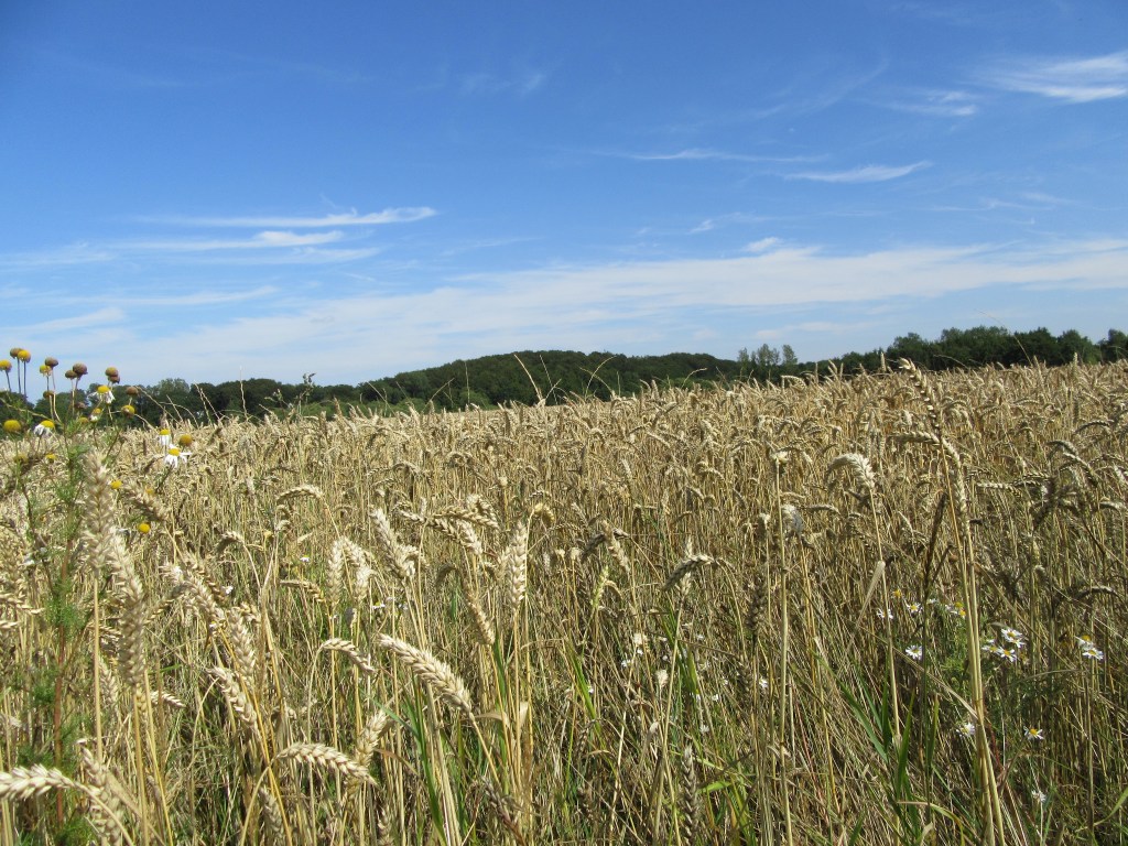 getreidefelder